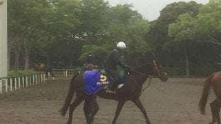 【宝塚記念】サトノクラウン  石橋脩と新コンビで復活狙う