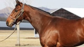 ダービー馬レイデオロの弟、ソルドラードは「兄よりプラス」な面がある