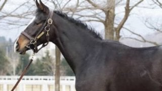 デビューが待ち遠しい！　超良血・シェーングランツに世界中から熱視線