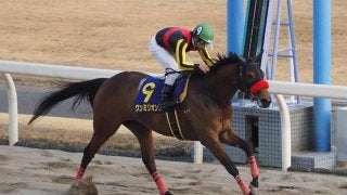 【スパーキングレディC】枠順 ラビットランは6枠9番 ワンミリオンスは6枠8番