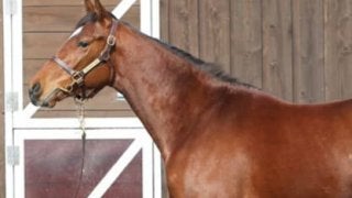 ワグネリアンに続け！　世代の「エース」プランドラーは走りも気性も◎