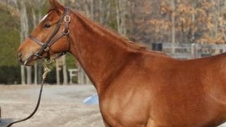 姉アーモンドアイが大活躍。妹ユナカイトの評判がさらに上がっている