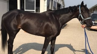 フォルシュナイト 土曜小倉4Rに出走