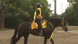 【アイビスSD】ペイシャフェリシタ 高木師「展開がハマってくれれば」