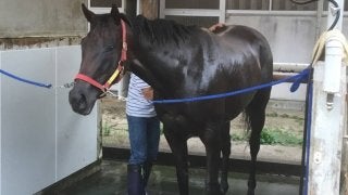 【アイビスSD】レジーナフォルテ スケールアップでリベンジ狙う