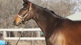 あのジェンティルドンナの全妹、ドナアトラエンテがもうすぐデビュー