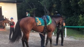 注目新馬 ソルドラード 他馬とは違う特別感漂う