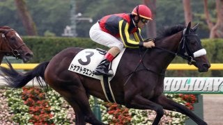 【新潟5R/2歳新馬】ジェンティルドンナ妹、ドナアトラエンテが新馬勝ち！