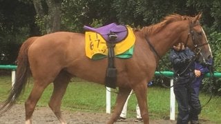 【関屋記念】チェッキーノ1度使われての変身に期待