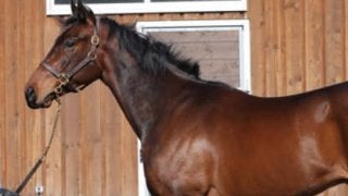 ２億8000万円のサトノソロモンは「短所がないのが、最大の長所」