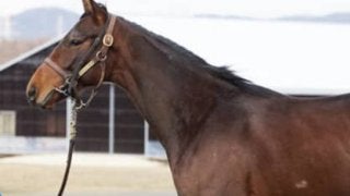 ダービー馬ワグネリアンの全弟、カントルも「いい切れ味を秘めている」