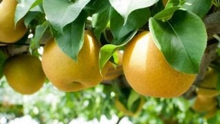 サイクリングと梨が楽しめる「ツール・ド・梨IBARAKI2018」9月開催