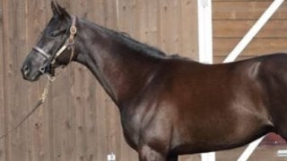 「背中が抜群」のフランクリン。繁栄する一族から新たなスター誕生か