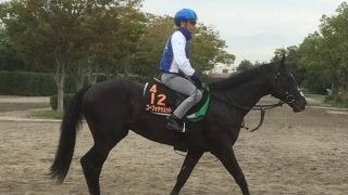 【神戸新聞杯】ゴーフォザサミット 前走は馬場合わず巻き返し期待