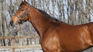 「優等生」サトノルークスは兄姉以上か。破天荒な結果が期待できる