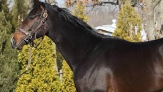 藤沢厩舎から大物再び。誰もが乗り味を絶賛するシークレットアイズ