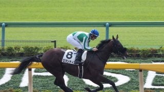 【東京2R/2歳未勝利】ロマンティコが7馬身差楽勝！スピードの違いで逃げ切り