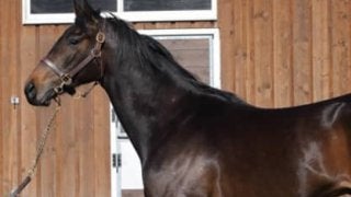 牧場も厩舎もトラックマンも絶賛。ワールドプレミアはどんだけすごい