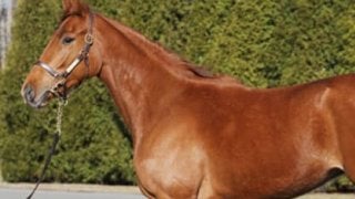 兄アドミラブルを越えるか。エスポワールは「予測不能」も調教は絶好