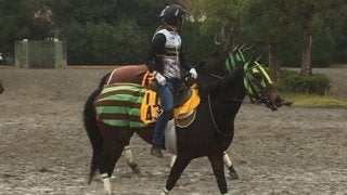 【スワンS】デアレガーロ 大竹師「1400mがちょうどいい」