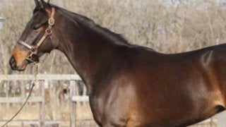 偉大なる名牝ジェンティルドンナの初仔、モアナアネラの状態はいかに