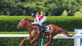 【JBCスプリント】登録馬と見どころ マテラスカイなど