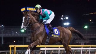 【JBCクラシック】枠順と見どころ ケイティブレイブは4枠8番