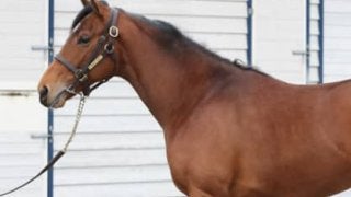 調教師が認める素材。テンペスタージは、兄フェノーメノ以来の大物か