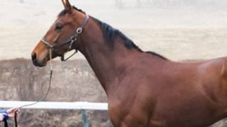 世界の競馬を席巻するゴドルフィンが自信を持って送り出すエデリー