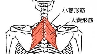 あらゆる状況で必要不可欠な筋肉 「菱形筋」とは？