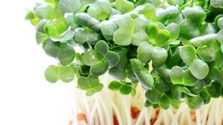 知ってる？ブロッコリースプラウトの「スルフォラファン」の凄さ！