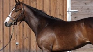 兄ヨシダはアメリカで活躍。「気分屋」シェドゥーヴルはどう化けるか