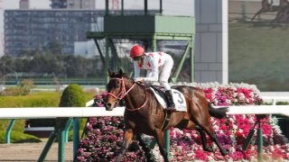 【阪神4R】ミッキーブリランテが人気に応えて初勝利