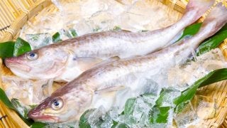 高タンパク・低脂肪の旬の魚料理