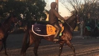 【中山金杯】ヤングマンパワー 久々2000mで変わり身期待