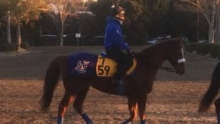 【中山金杯】サンマルティン  マーフィーを背に初タイトル狙う