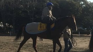 【AJCC】サクラアンプルール  蛯名と久々のコンビで重賞V狙う