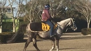 【AJCC】ミライヘノツバサ  得意の中山で本領発揮なるか