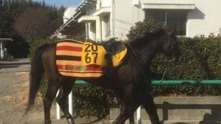 【東京新聞杯】レイエンダ 条件替わりで期待