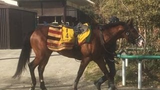 【東京新聞杯】タワーオブロンドン 藤沢師「追い切りの動きも良かった」