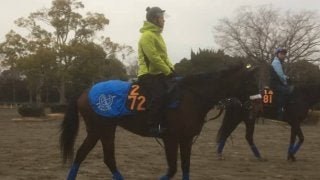 【クイーンC】カレンブーケドール  国枝師「相手も強そうだが期待はあるよ」