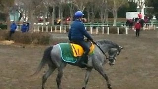 【京都牝馬S】アルーシャ デビューから7戦馬圏外0の安定株