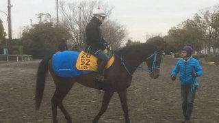 【ダイヤモンドS】ルミナスウォリアー 得意の東京で好走なるか