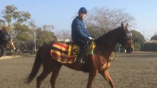 【阪急杯】スターオブペルシャ 前走と同条件で好走なるか