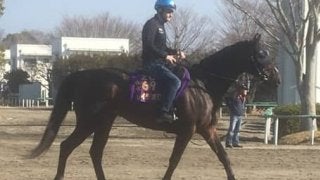 【ドバイ遠征】レイデオロ  ルメール「馬が大人になったね」