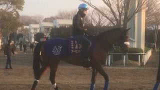 【ドバイ遠征】アーモンドアイ  ルメール「コンディションが上がってきています」