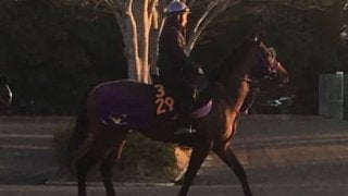 【ニュージーランドT】グラナタス  鹿戸師「折り合いがつけば」