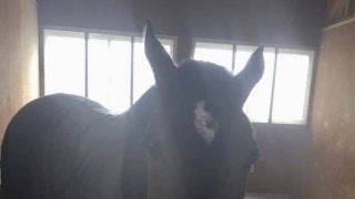 グランアレグリア一夜明けて元気な姿を見せる