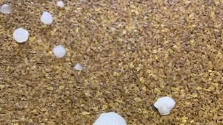 東京競馬場に大粒の雹が降る