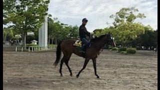 【日本ダービー】ランフォザローゼス 藤沢和師「前走以上に走れる」